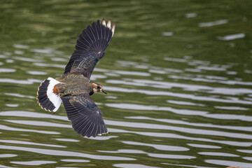 Close up of a Lapwing with wings spread gliding over lake surface.