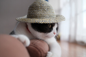 麦わら帽子をかぶった猫