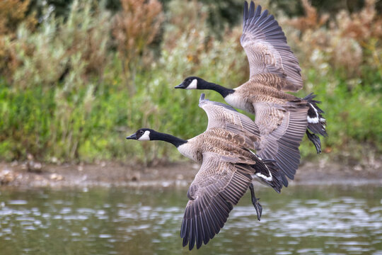 Canada Goose Flying Images Browse 24 660 Stock Photos Vectors and Video Adobe Stock