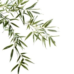 bamboo leaves isolated on white background