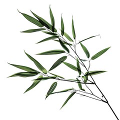 Fototapeta premium bamboo leaves isolated on white background