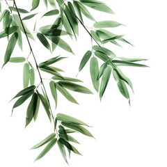 Fototapeta premium bamboo leaves isolated on white background