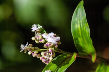 Flowers of a Callisia serrulata plant