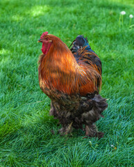 Colorful rooster standing on a grass