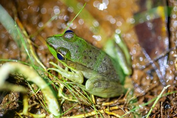 Vaillant's frog, Lithobates vaillanti, on a forest floor