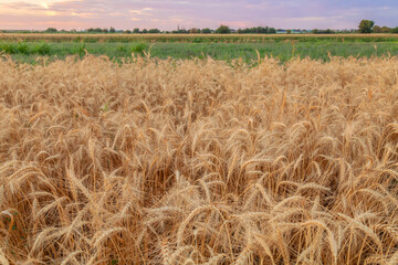Ears of grain in a field at sunset in Almaty region in Kazakhstan