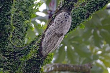 Wasp nest of the species Synoeca septentrionalis, in a rainforest.