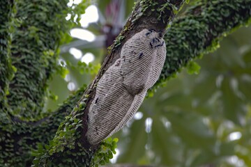 Wasp nest of the species Synoeca septentrionalis, in a rainforest.