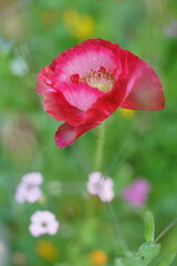 Papaver nudicaule