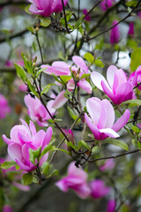 Naklejka premium pink tree
