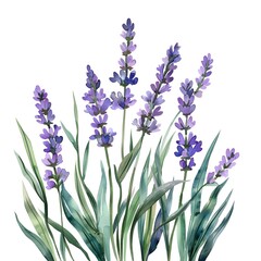 Naklejka premium lavender flowers isolated on white