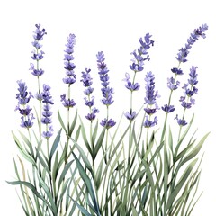 Naklejka premium lavender flowers isolated on white