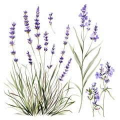 Naklejka premium lavender flowers isolated on white