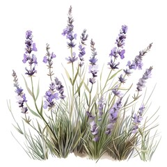 lavender flowers isolated on white