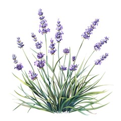 Naklejka premium lavender flowers isolated on white