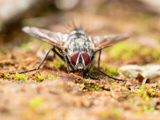 fly on the ground