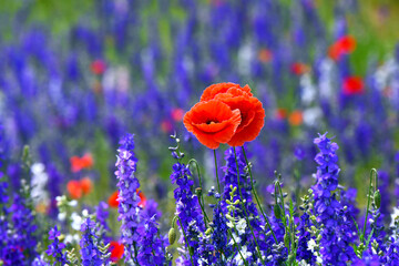 Poppies Stand Out in a Crowd