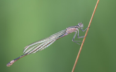 Close-up of a small feather dragonfly sitting on a blade of grass. The background is green.