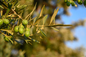 Detail of olive tree branch
