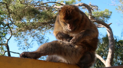 macaque grooming