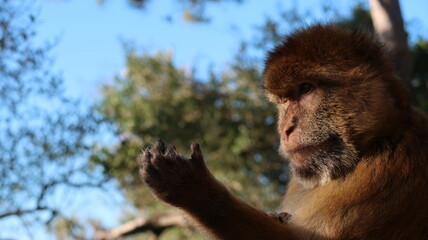 macaque looking at hand