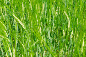 Young Wheat ears illuminated by sunlight. Gorgeous shape of the Wheat spikes. concept of a good harvest in an agricultural field. green spikelets. rye, close-up. green natural background