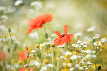Red poppy. wildflowers. floral background. beautiful poppy flower on a blurred background, flower in the grass, and white daisies. nature close-up. spring or summer season. beauty of nature