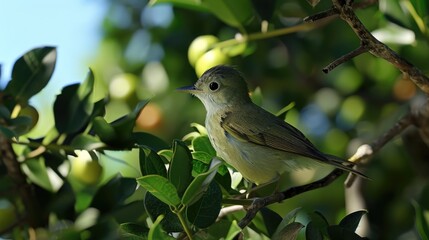 Fototapeta premium Small green finch with yellow on wings perched on tree branches, looking towards the camera. Part of a natural environment with trees and leaves.