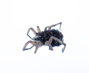 Young wolf spider (Pardosa sp.) carries and protects 50 of her children until they come of age, and then dies from exhaustion - parental care, procreation behaviour. Isolated on white