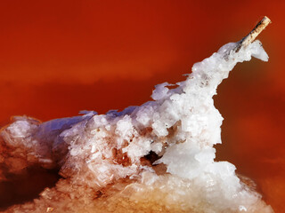 Dry plants get into salt water and various salts are deposited on them. The concentration of salt...