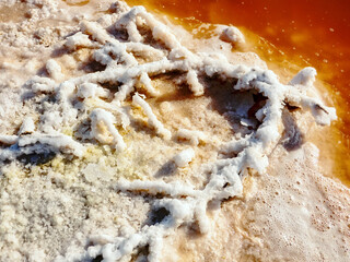 Dry plants get into salt water and various salts are deposited on them. The concentration of salt and a lot of organic matter leads to the development of specific red bacteria and crustaceans