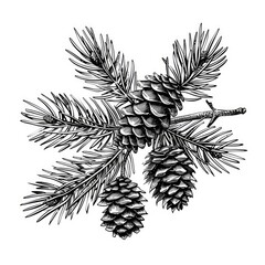 Pine Engraving. Hand Drawn Spruce Branches and Pine Cones Illustration for Christmas