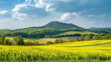 Rapeseed field for green energy and healthy oil production