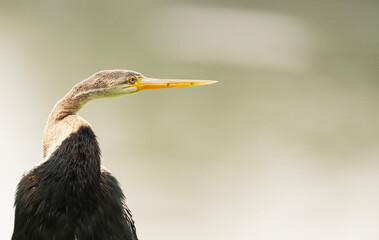 Anhinga also called snake bird