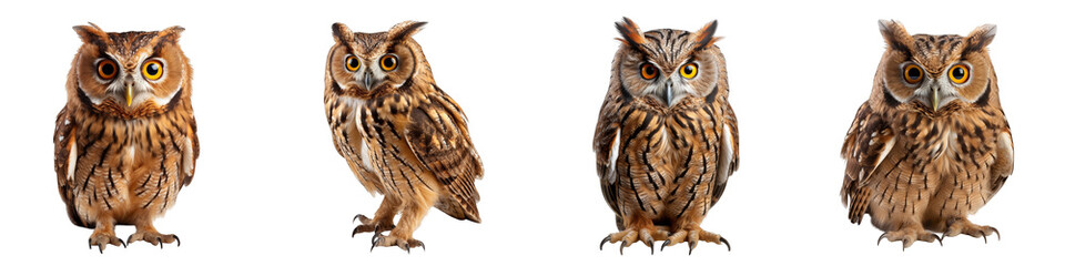 Naklejka premium Owl isolated on white background