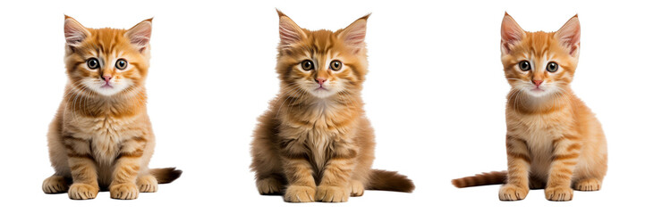 Fototapeta premium Collection of PNG. Cat isolated on a transparent background.