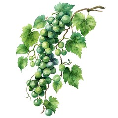 Obraz premium grapes isolated on white