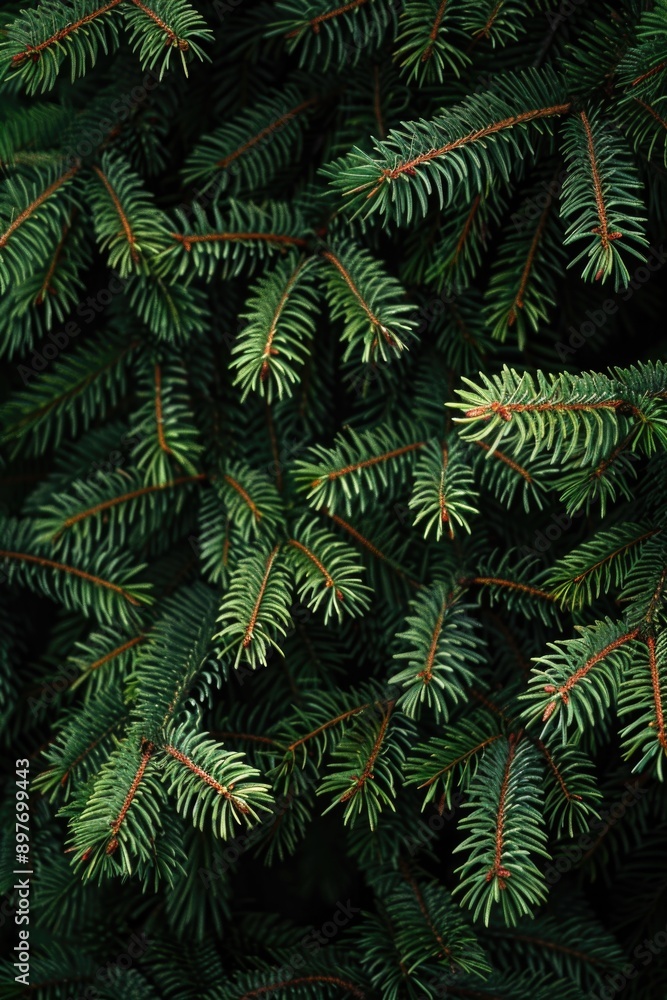 Poster close-up of green pine needles with red tips, typical of evergreen trees like pines. the image captu