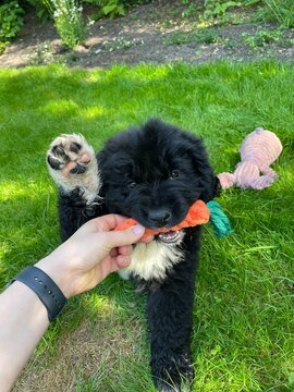cute puppy