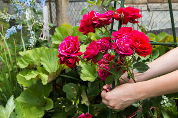 Hobbies of young woman growing rose bushes in garden, hands tying branches with weaving rose flowers on fence support