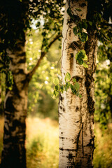 A beautiful birch tree, with its green leaves illuminated by the warm summer sunlight, stands proudly.