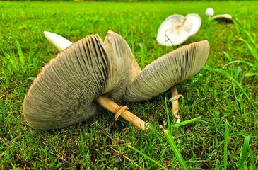 This is a close up picture of a mushroom, flowering in the grass, after an afternoon rain storm.