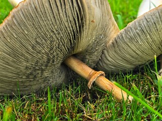 This is a close up picture of a mushroom, flowering in the grass, after an afternoon rain storm.