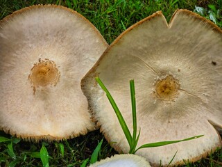 This is a close up picture of a mushroom, flowering in the grass, after an afternoon rain storm.