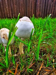 This is a close up picture of a mushroom, flowering in the grass, after an afternoon rain storm.