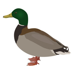 Male mallard wild duck. Anas platyrhynchos. Standing drake bird. Animal design. Isolated vector illustration.