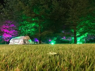 illuminated forest