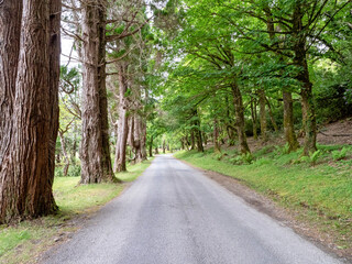 Country road lined with trees with summer foliage