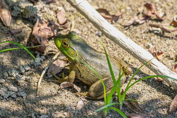 Close-Up of Green Frog in Natural Habitat on Sunny Day