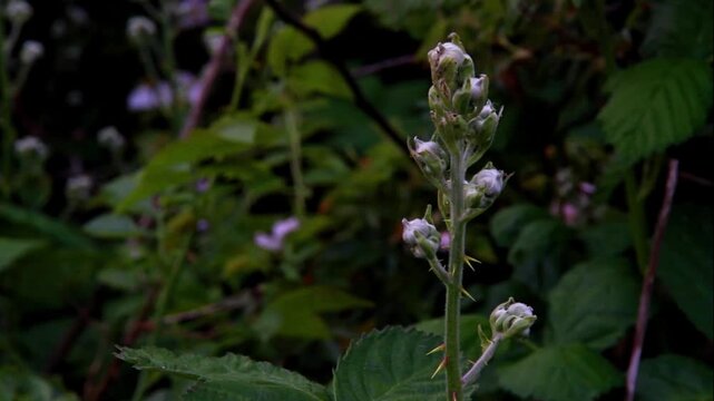 Video, Young stem of bramble or Rubus fruticosus with buds that will mature into blackberries, landscape.